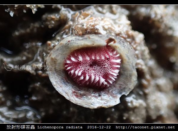 放射形碟苔蟲 Lichenopora radiata_6.jpg