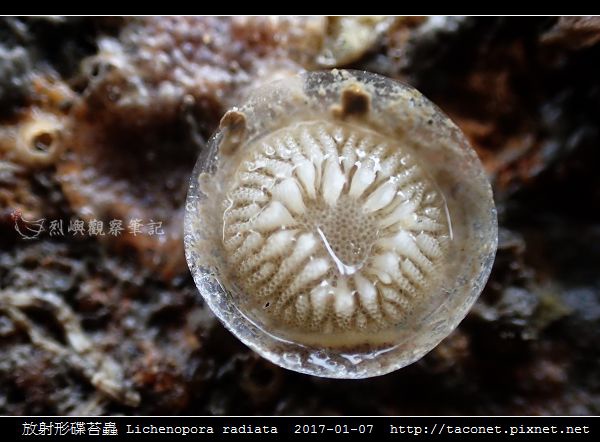 放射形碟苔蟲 Lichenopora radiata_1.jpg