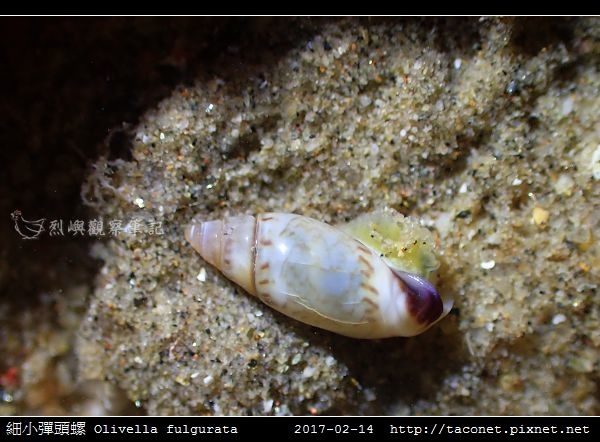 細小彈頭螺 Olivella fulgurata_7.jpg