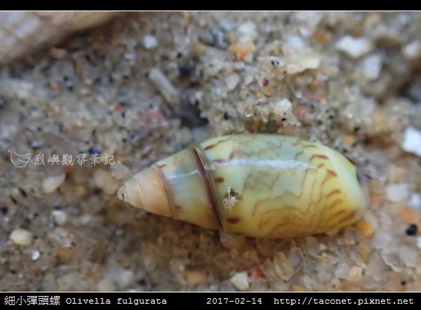 細小彈頭螺 Olivella fulgurata_3.jpg