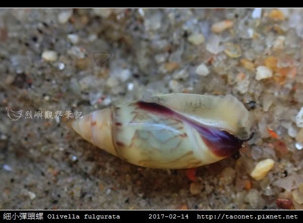 細小彈頭螺 Olivella fulgurata_2.jpg