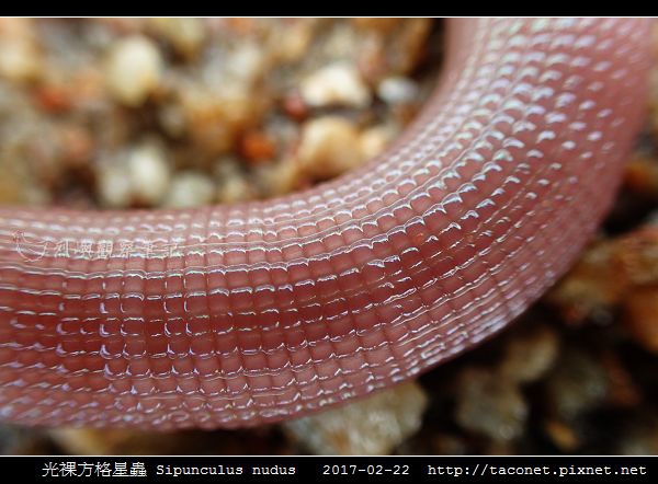 光裸方格星蟲 Sipunculus nudus_5.jpg