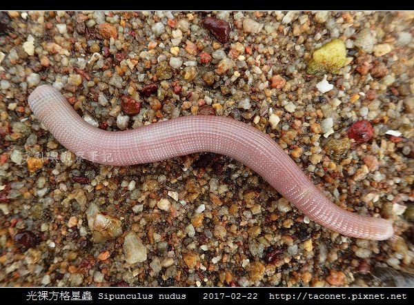 光裸方格星蟲 Sipunculus nudus_2.jpg