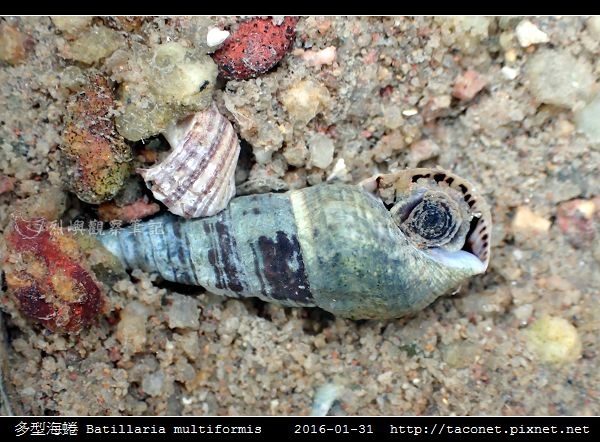 多型海蜷 Batillaria multiformis_6.jpg