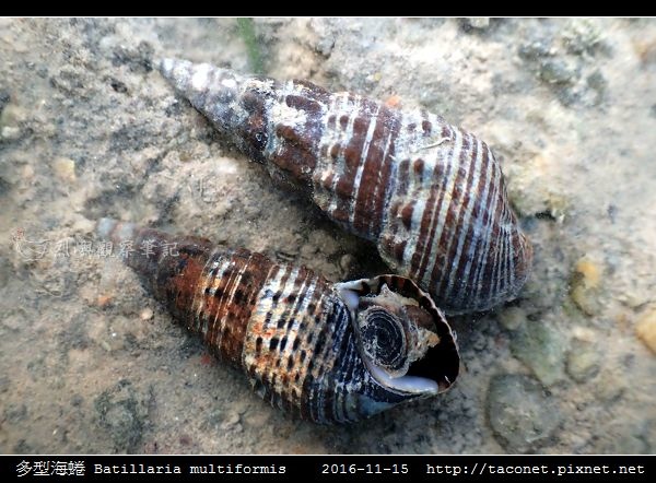 多型海蜷 Batillaria multiformis_5.jpg