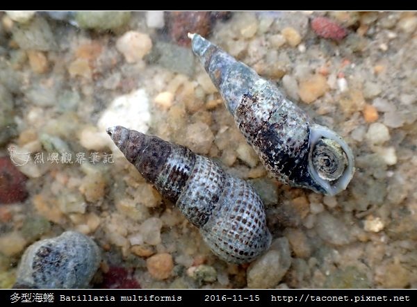 多型海蜷 Batillaria multiformis_4.jpg