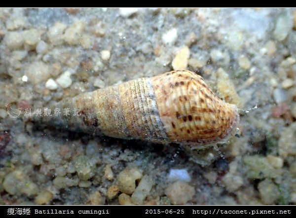 瘦海蜷 Batillaria cumingii_3.jpg