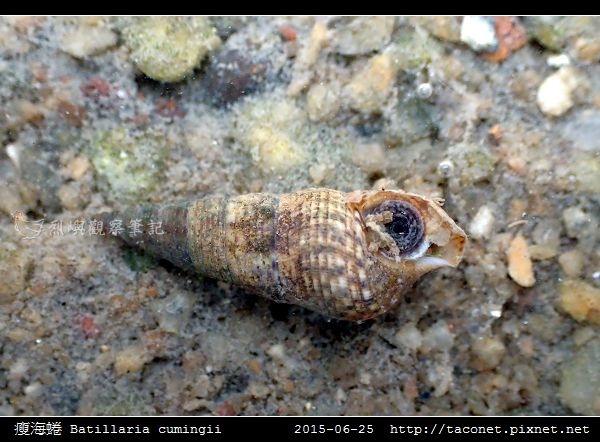 瘦海蜷 Batillaria cumingii_1.jpg