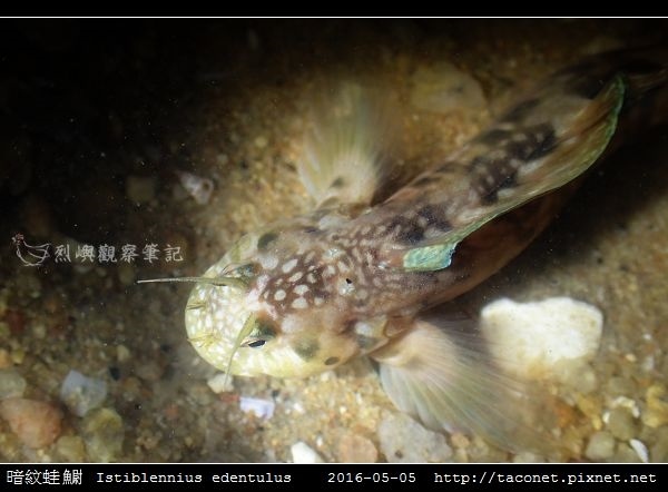 暗紋蛙鳚 Istiblennius edentulus (Forster & Schneider, 1801)