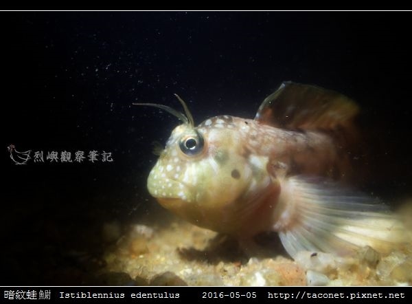 暗紋蛙鳚 Istiblennius edentulus (Forster & Schneider, 1801)