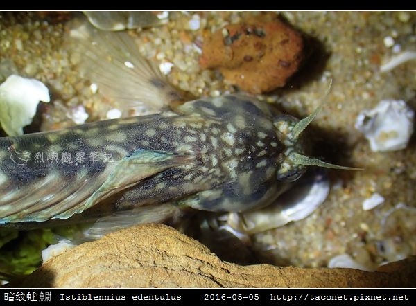 暗紋蛙鳚 Istiblennius edentulus (Forster & Schneider, 1801)
