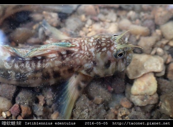 暗紋蛙鳚 Istiblennius edentulus (Forster & Schneider, 1801)