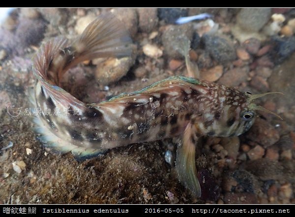 暗紋蛙鳚 Istiblennius edentulus (Forster & Schneider, 1801)