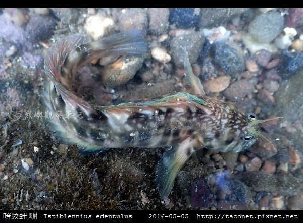暗紋蛙鳚 Istiblennius edentulus (Forster & Schneider, 1801)