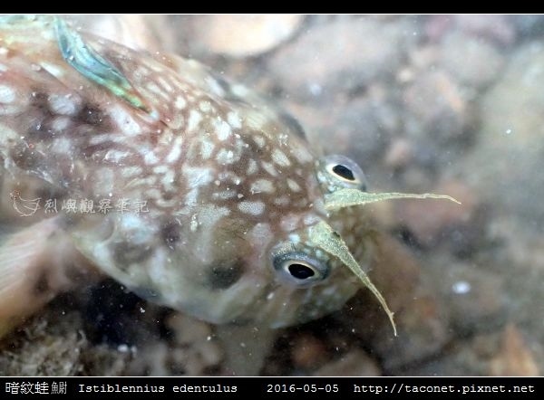 暗紋蛙鳚 Istiblennius edentulus (Forster & Schneider, 1801)