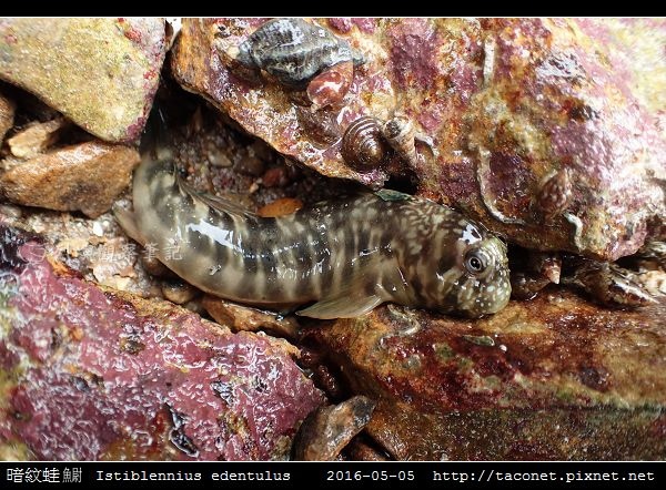 暗紋蛙鳚 Istiblennius edentulus (Forster & Schneider, 1801)