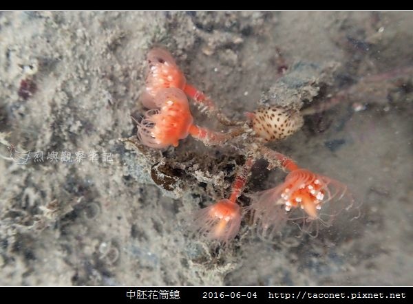 中胚花筒螅 Tubularia mesembryanthemum_10.jpg