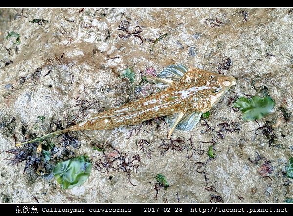 鼠銜魚 Callionymus curvicornis_8.jpg