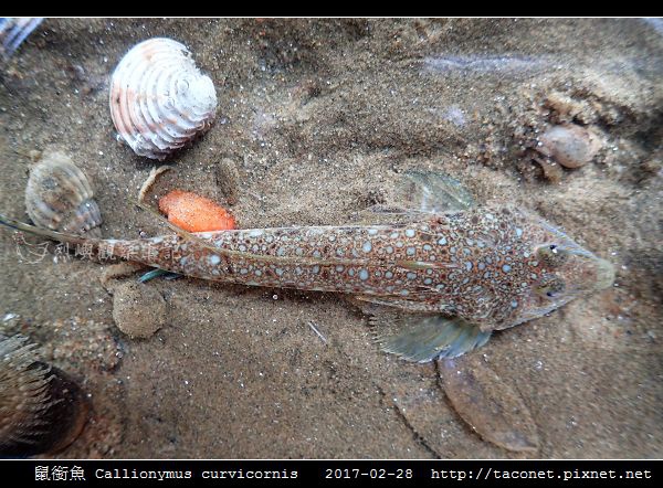 鼠銜魚 Callionymus curvicornis_3.jpg