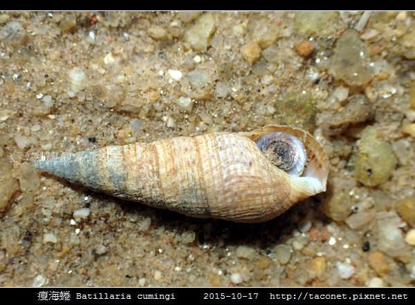 瘦海蜷 Batillaria cumingi_6.jpg