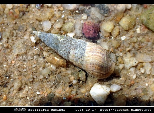 瘦海蜷 Batillaria cumingi_5.jpg