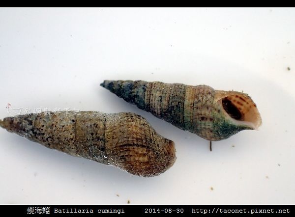 瘦海蜷 Batillaria cumingi_4.jpg
