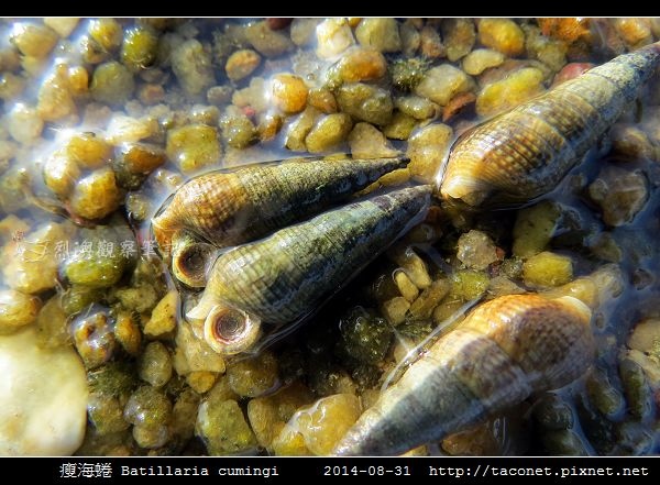 瘦海蜷 Batillaria cumingi_1.jpg