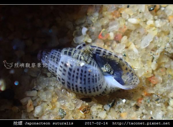 捻螺 Japonacteon suturalis_05.jpg
