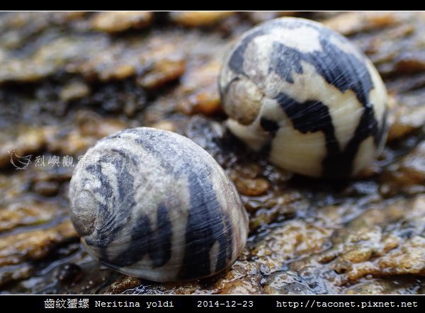 齒紋蜑螺 Neritina yoldi_12.jpg