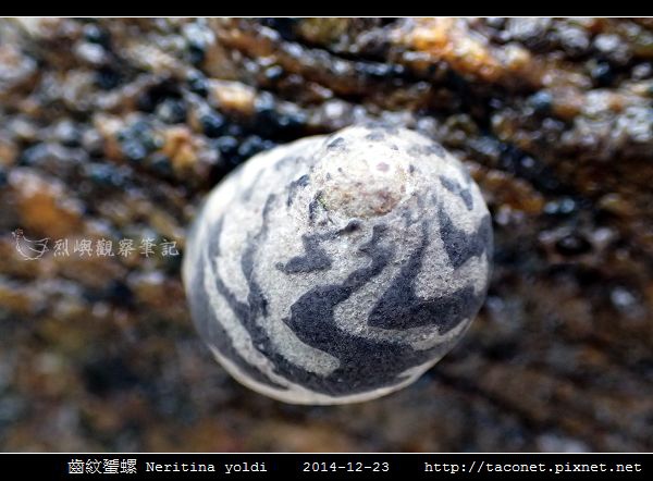 齒紋蜑螺 Neritina yoldi_11.jpg