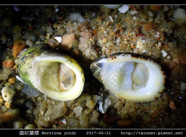 齒紋蜑螺 Neritina yoldi_01.jpg