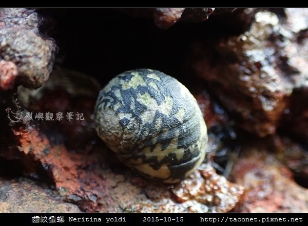 齒紋蜑螺 Neritina yoldi_10.jpg