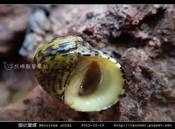 齒紋蜑螺 Neritina yoldi_09.jpg