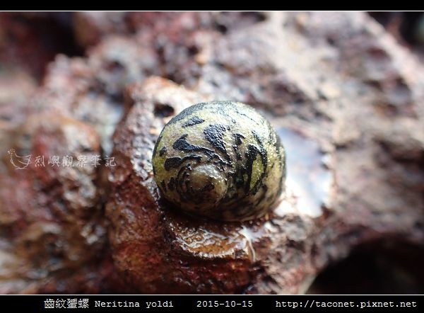 齒紋蜑螺 Neritina yoldi_08.jpg