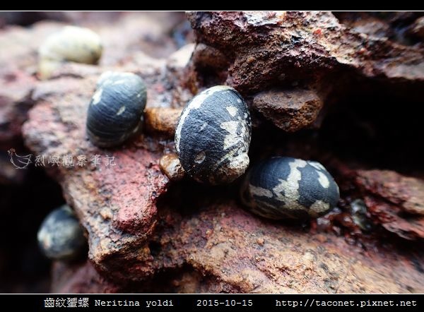齒紋蜑螺 Neritina yoldi_07.jpg