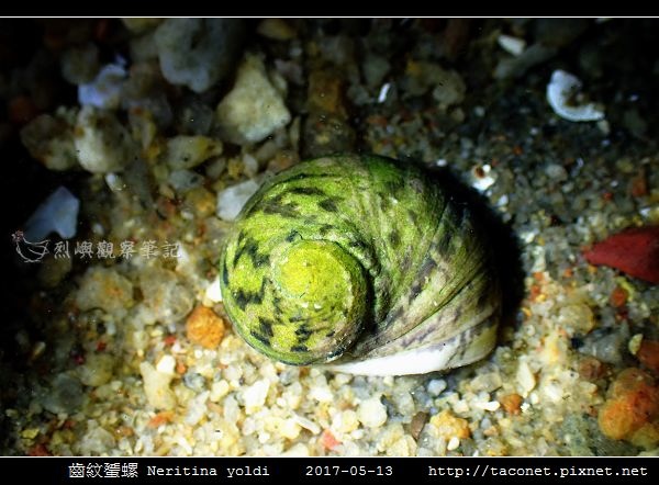 齒紋蜑螺 Neritina yoldi_05.jpg