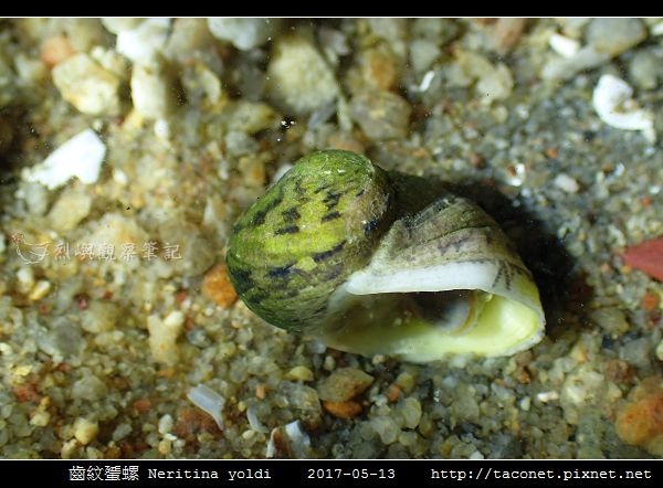 齒紋蜑螺 Neritina yoldi_04.jpg