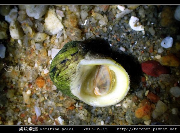 齒紋蜑螺 Neritina yoldi_03.jpg