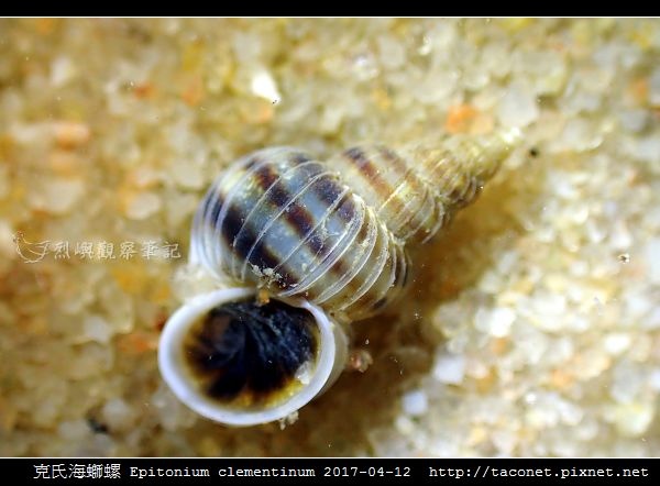 克氏海螄螺 Epitonium clementinum_4.jpg