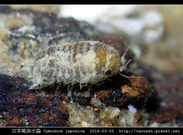 日本尾突水蝨 Cymodoce japonica_4.jpg