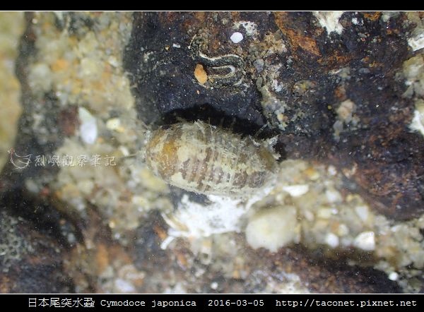 日本尾突水蝨 Cymodoce japonica_1.jpg