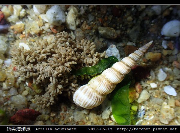 頂尖海螄螺 Acrilla acuminate_6.jpg
