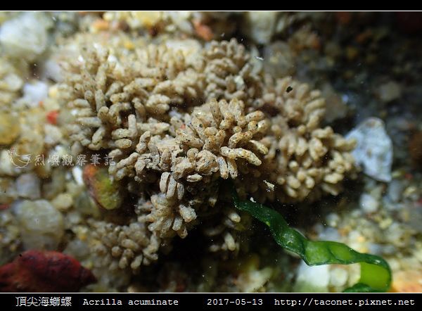 頂尖海螄螺 Acrilla acuminate_5.jpg
