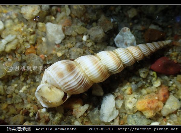 頂尖海螄螺 Acrilla acuminate_4.jpg