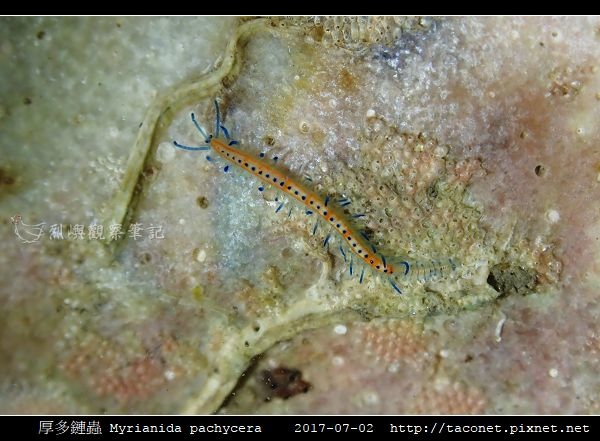 厚多鏈蟲 Myrianida pachycera_8.jpg