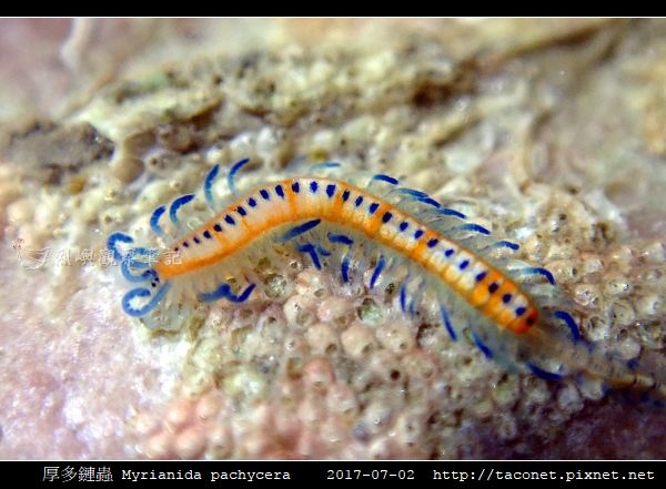 厚多鏈蟲 Myrianida pachycera_7.jpg