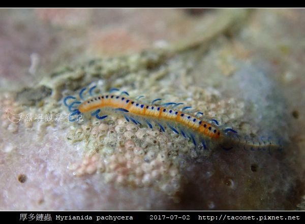 厚多鏈蟲 Myrianida pachycera_6.jpg