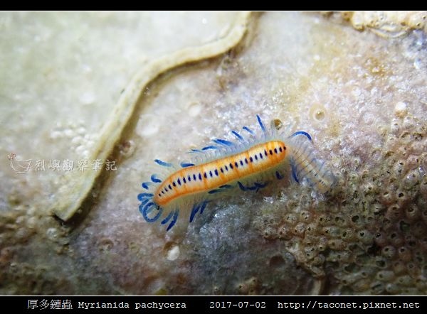 厚多鏈蟲 Myrianida pachycera_5.jpg