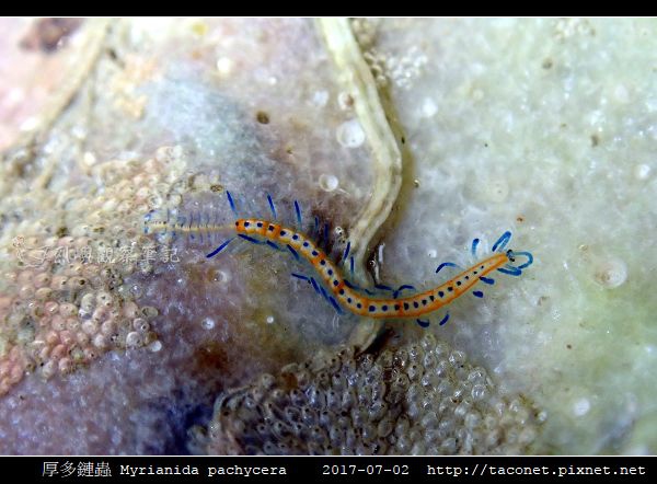 厚多鏈蟲 Myrianida pachycera_4.jpg