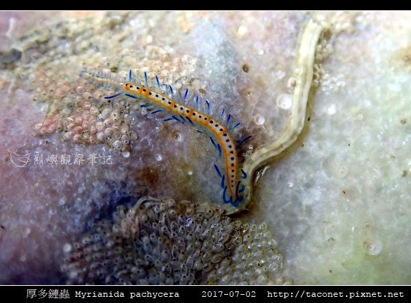 厚多鏈蟲 Myrianida pachycera_3.jpg
